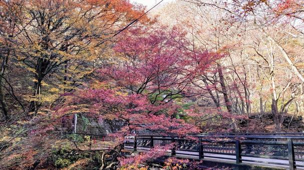 紅葉橋と紅葉 紅葉橋,伊香保温泉,伊香保の写真素材