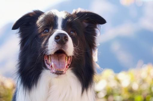 ボーダーコリーの写真