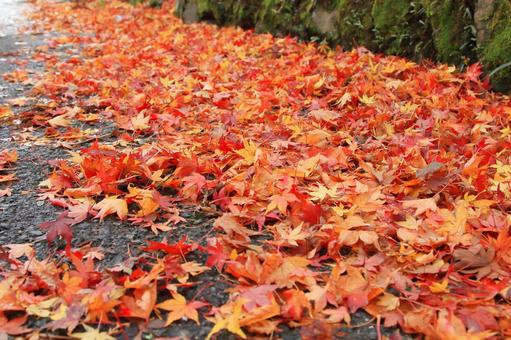秋の紅葉-4 秋の紅葉-4の写真