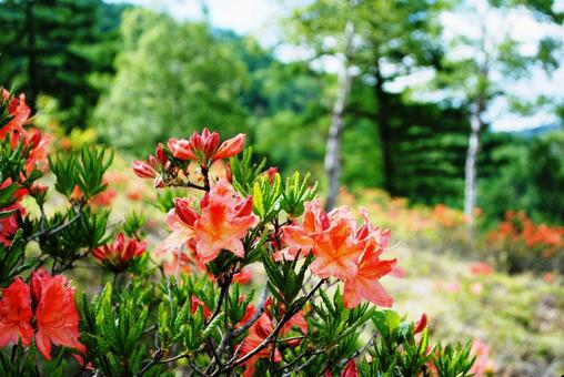 Photo, shinshu, kusaka city, gomi pond blow plateau, 