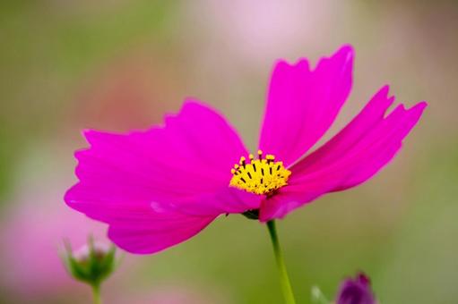 コスモスの花 コスモスの花の写真