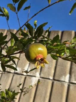 ミニザクロ(下アングル) 鉢植え,庭,ミニの写真素材