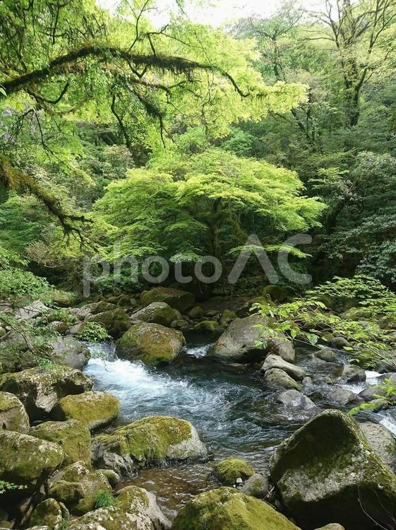 涼しげな夏の渓谷 渓谷,夏,自然の写真素材