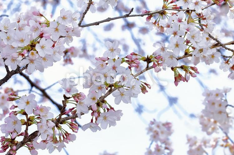 桜の開花イメージ 桜,満開,植物の写真素材