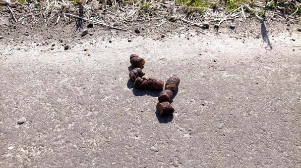 犬のフン-道端の写真