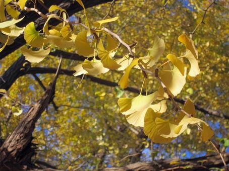 イチョウの紅葉 イチョウの紅葉の写真