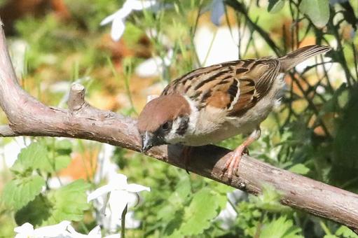 Sparrow Ecology, JPG Sparrow Ecology, JPG