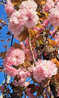 Photo, pink, rose family, natural, 