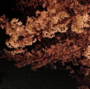 Cherry blossoms at night, JPG