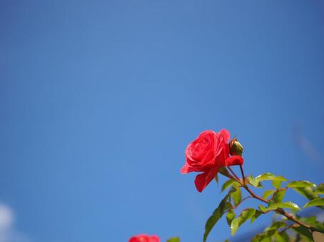 バラ園で青空に咲く赤い薔薇の写真です バラ園で青空に咲く赤い薔薇の写真ですの写真