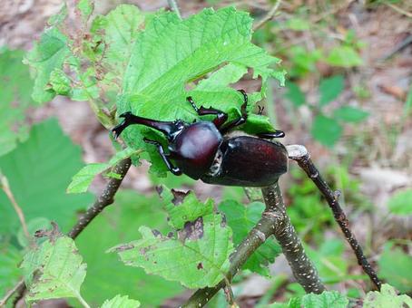 野生の 野生の カブトムシ,昆虫,生物の写真素材