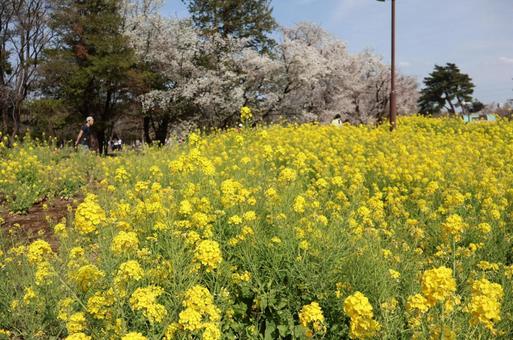 Photo, rape blossoms, heguang forest park, full bloom, 