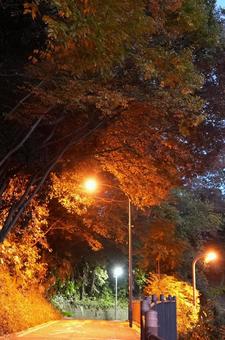 秋の日の遊歩道 夕景 秋の風景,紅葉,夕景の写真素材