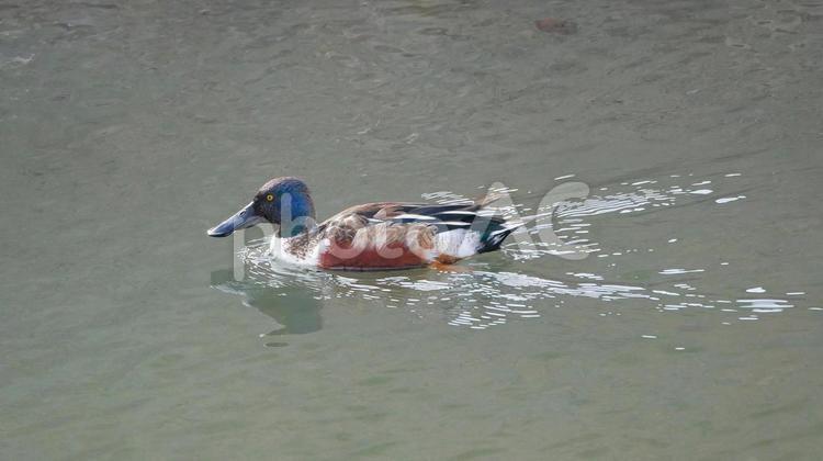 早春の小川を波紋を残して泳ぐハシビロガモ ハシビロガモ,鴨,渡り鳥の写真素材