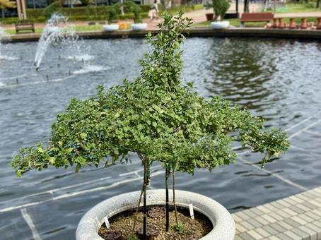 武生中央公園　噴水のそばのトピアリー 水辺,池,噴水の写真素材