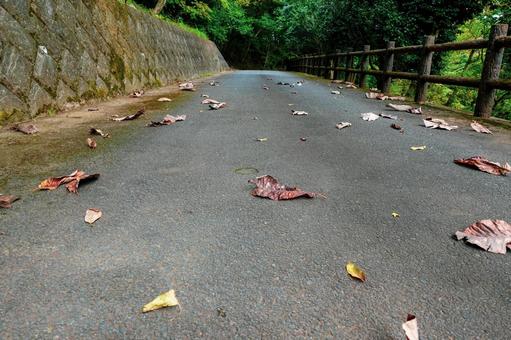 道路に落ちた枯れ葉 道路に落ちた枯れ葉の写真