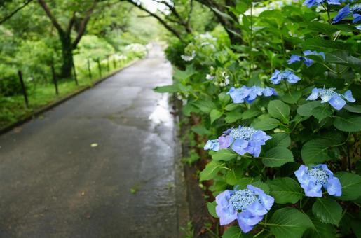 雨でしっとり濡れたアジサイ 雨でしっとり濡れたアジサイ ガクアジサイ,梅雨,紫陽花の写真素材