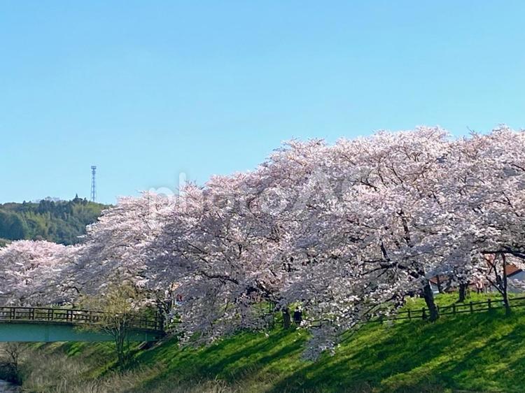 桜並木 桜,サクラ,桜並木の写真素材