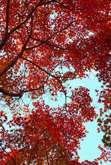 紅葉 紅葉,モミジ,秋の写真素材