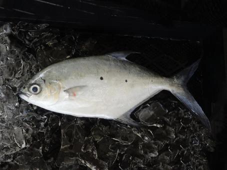 コバンアジ コバンアジ コバンアジ,魚類,海鮮の写真素材