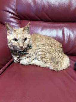 ソファに座るネコ 動物,リラックス,ひと休みの写真素材