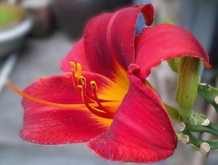 2 ヘメロカリス 左向き(花弁5) 日陰 2 ヘメロカリス 左向き(花弁5) 日陰の写真