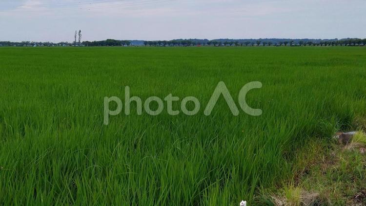 延々稲作 佐倉ふるさと広場,稲,稲作の写真素材