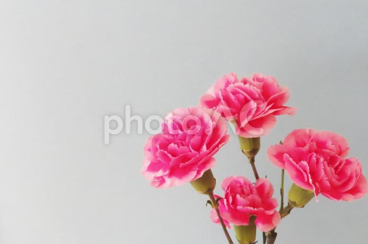 カーネーション　母の日メッセージカード 花,春,植物の写真素材