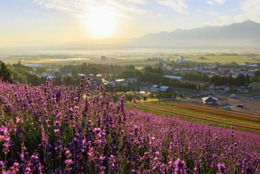 Lavender field early in the morning, JPG Lavender field early in the morning, JPG