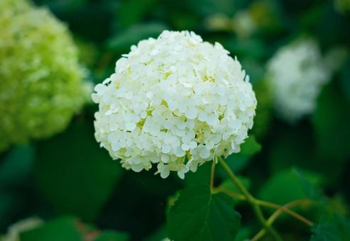 White hydrangea in the rainy season, JPG White hydrangea in the rainy season, JPG