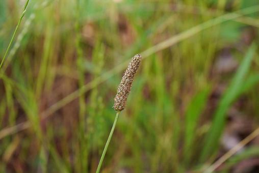 Photo, plantain, heraooba, psyllium, 