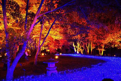 紅葉イルミネーション イルミネーション,紅葉,秋の写真素材