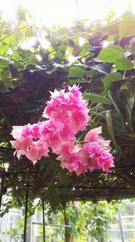 ピンクの花 ピンクの花の写真
