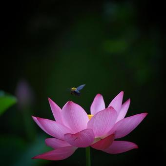 Oga Lotus 16, JPG