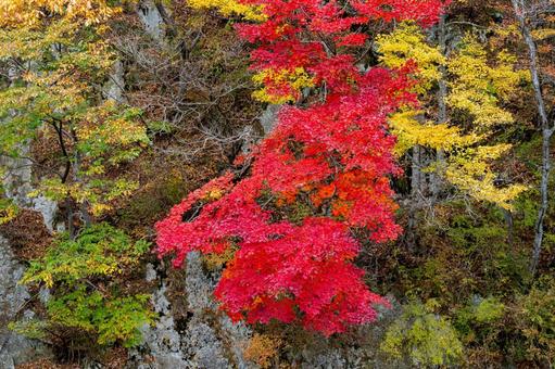 鳴子ダムの紅葉⒃ 秋,紅葉,山の写真素材