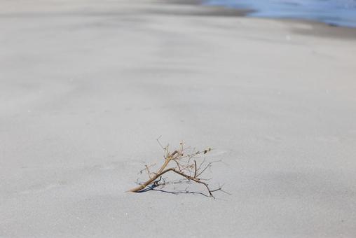 砂浜と枯れ木 砂浜と枯れ木 枯れ木,流木,木の写真素材