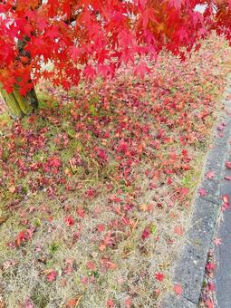 Photo, herbstblätter, lebendig, tapete, 