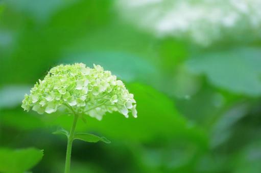 花模様₋アジサイ‐明るいイメージの写真