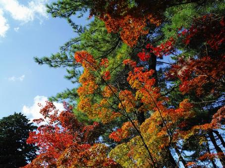 青空に映える紅葉と松の写真