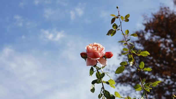 【花の写真】ばらの花 rose,植物,園芸の写真素材
