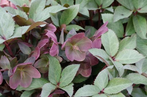 クリスマスローズ（ピンクフロスト）の写真