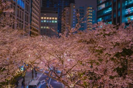 都会に広がる桜の花々 都会に広がる桜の花々 桜の花,桜並木,都市景観の写真素材
