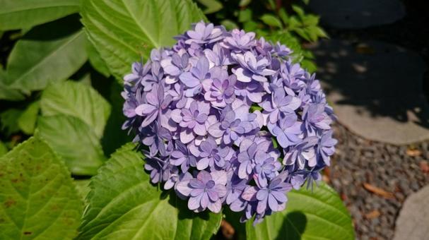 紫陽花 紫陽花の写真
