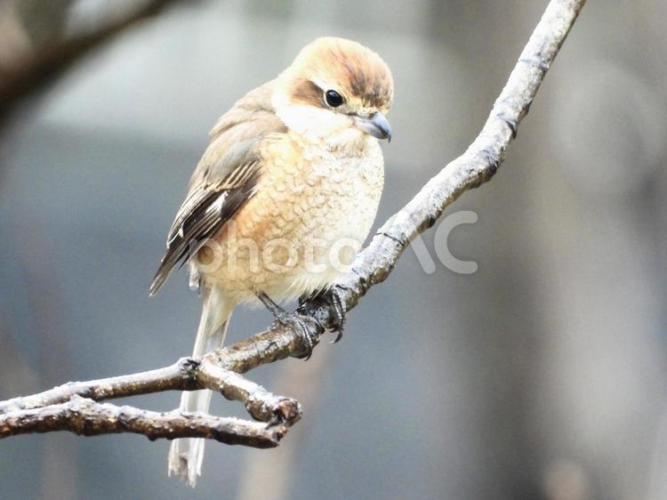 枝にとまるモズ 鳥,野鳥,モズの写真素材