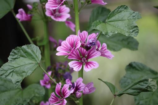 緑の葉とピンクのウスベニアオイの花 緑の葉とピンクのウスベニアオイの花の写真