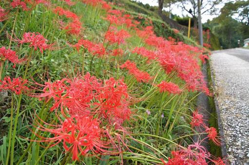彼岸花 ヒガンバナ 秋の花 (3) 彼岸花 ヒガンバナ 秋の花 (3)の写真