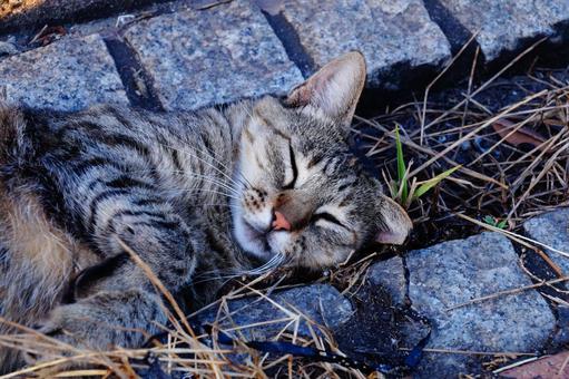 ねこの寝顔 ねこの寝顔 ねこ,動物,生き物の写真素材