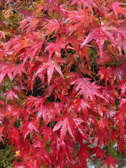 紅葉もみじ 紅葉,もみじ,秋の写真素材
