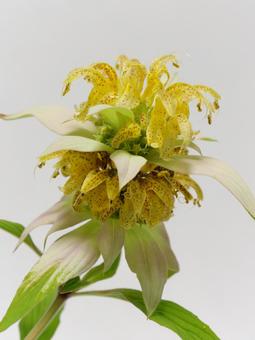 黄色のモナルダの花 黄色のモナルダの花の写真