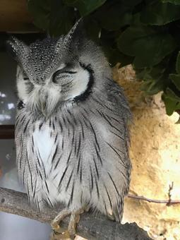 フクロウ睡眠 フクロウ睡眠の写真